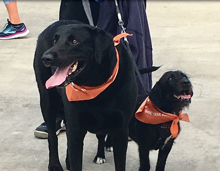 Same-day Sick Pet Visits and Drop-Off Exams